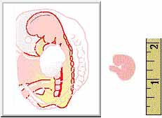 An illustration showing the internal & External Appearance of Fetus