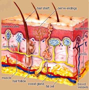 Illustration of Human Skin Anatomy