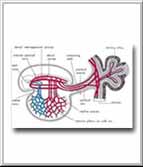 Diagram of the primitive cardiovascular system of an embryo during 'alaqah stage. The appearance of the embryo and its sacs is similar to that of a blood clot, due to the presence of relatively large amounts of blood present in the embryo.